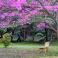 Explore the beauty of Cubbon Park in Bangalore with a convenient car or coach hire service.