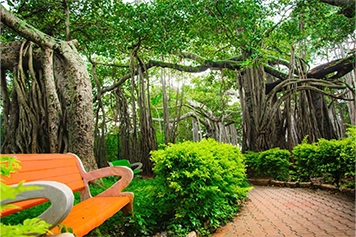 Book a taxi service to visit Dodda Alada Mara in Bangalore and explore the historic Big Banyan Tree.