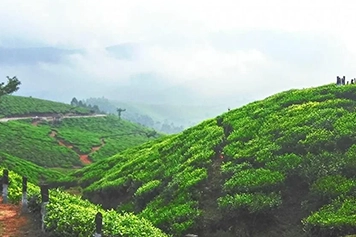 Book Taxi to Yelagiri Hills for a Peaceful Travel Experience Book a reliable taxi or cab to Yelagiri Hills for peaceful and budget-friendly travel anytime