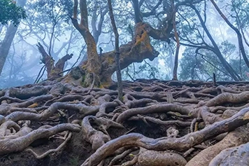 Cab from Chennai to Kodaikanal Devil’s Kitchen Tours Book a cab from Chennai to explore Devil’s Kitchen in Kodaikanal, a mysterious and scenic cave valley.