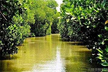 Plan a scenic trip to Pichavaram mangroves in Cuddalore with taxi or cab service from Chennai.