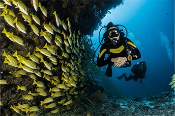 Book Taxi from Chennai for Scuba Diving in Pondicherry Enjoy scuba diving in Pondicherry and explore marine life with local taxi or travel service.